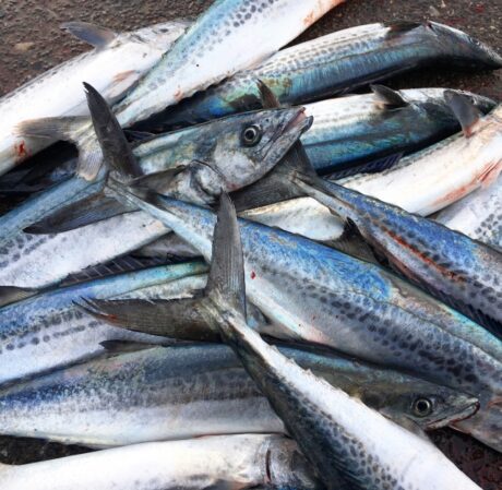 青魚であり赤身魚の鰆の旬は春！でも冬の方が脂が乗っています ...